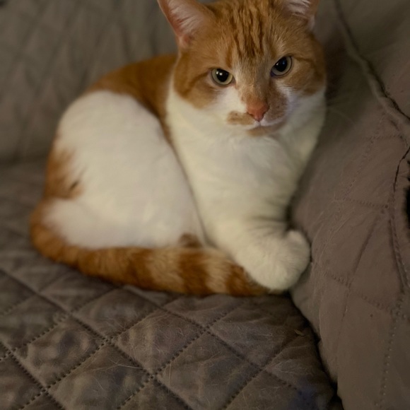 Meet your Posher, Jenny and Andrew - Picture 7 of 11